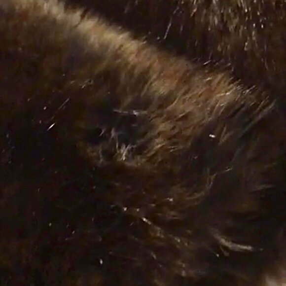 VIDEO POSTED!!! 🖤🌹Beautiful Ultra Real Faux Fur🖤🌹🖤Chocolate Brown - Picture 9 of 11